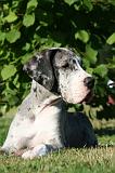 DOGUE ALLEMAND 775